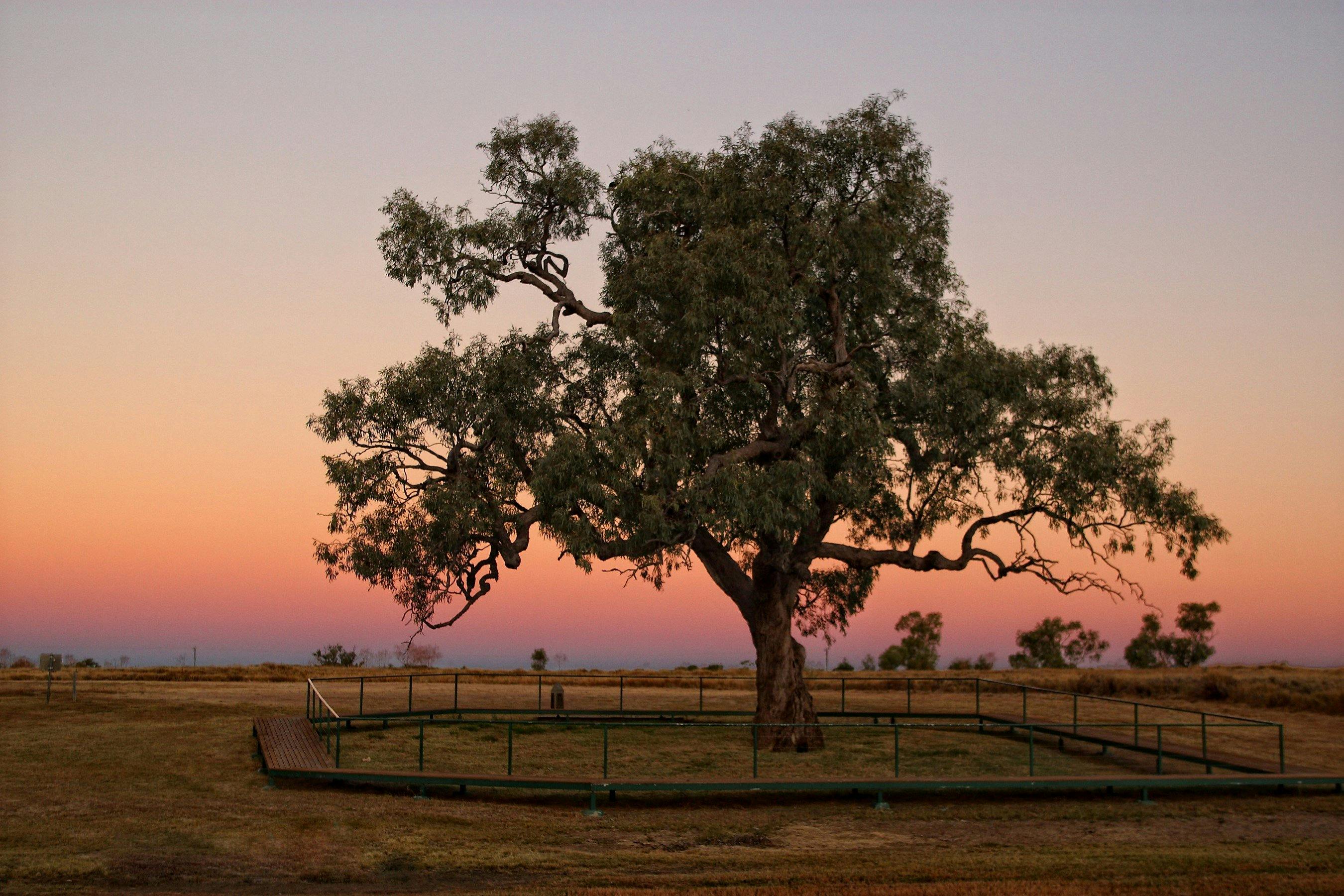 Historic Coolabah Tree