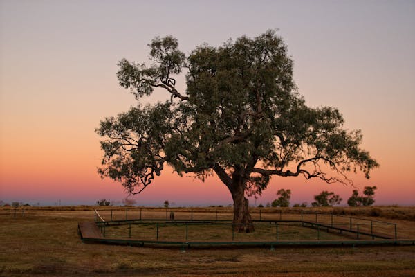 Historic Coolabah Tree