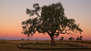Coolabah Tree