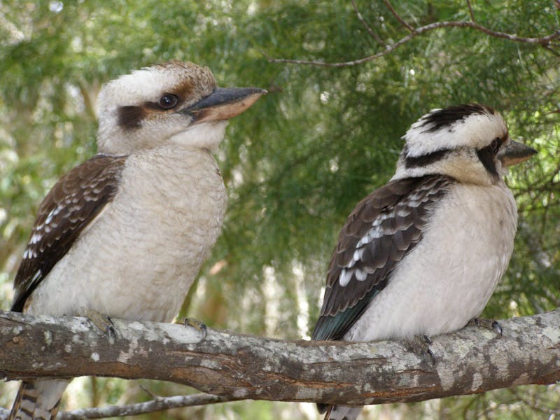 Kookaburras watching you.
