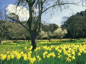 St Arnaud image