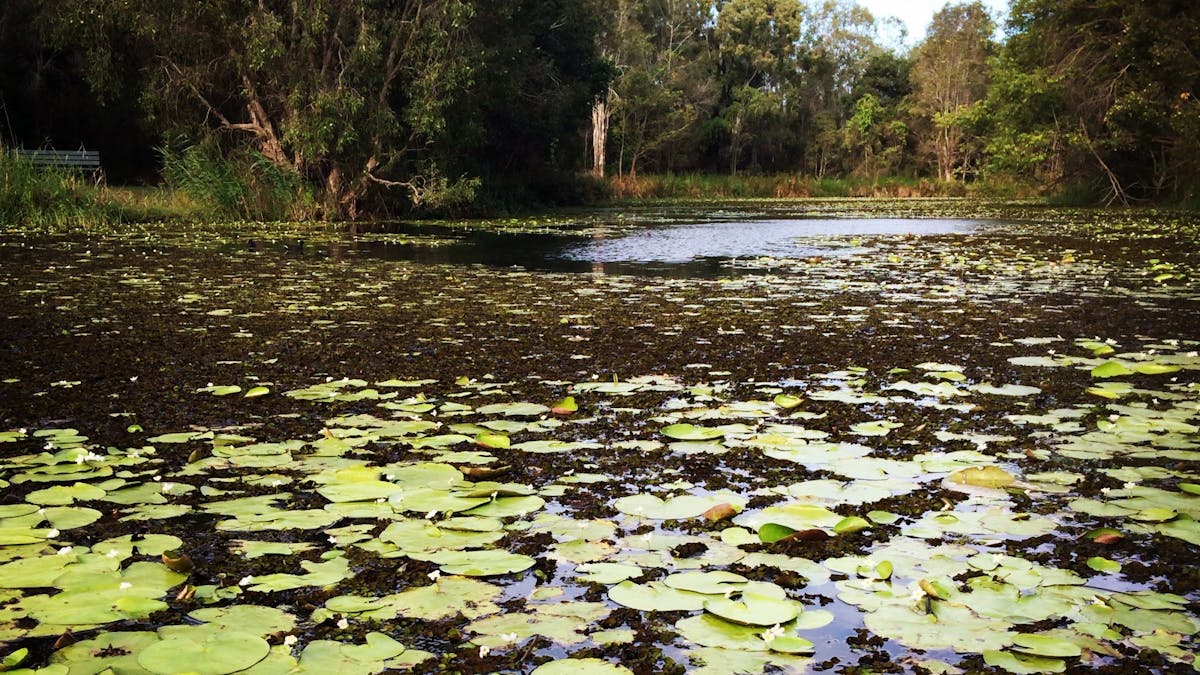 Baldwin Swamp