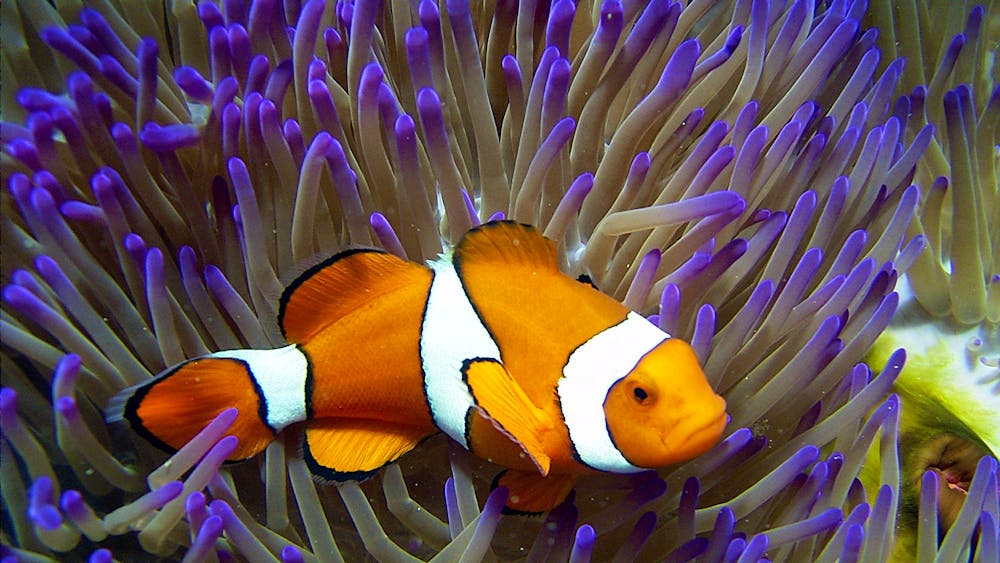 Reef HQ Aquarium