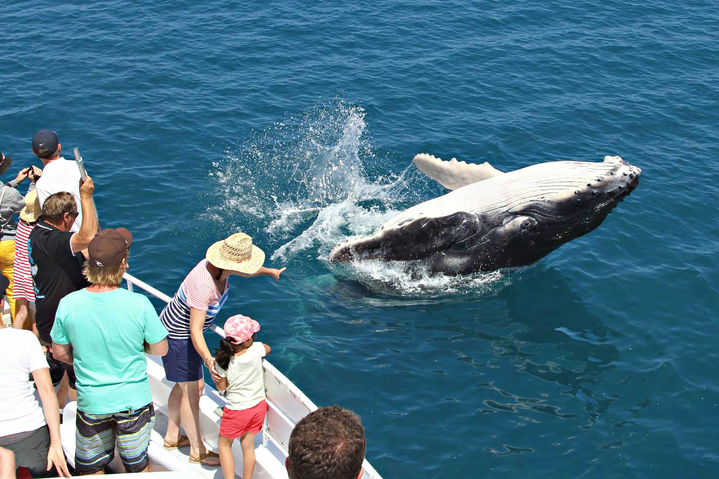 Half Day Whale Encounter