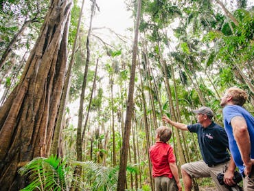 Tamborine Mountain Tour
