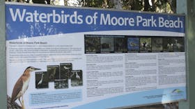 Waterbirds of Moore Park Beach