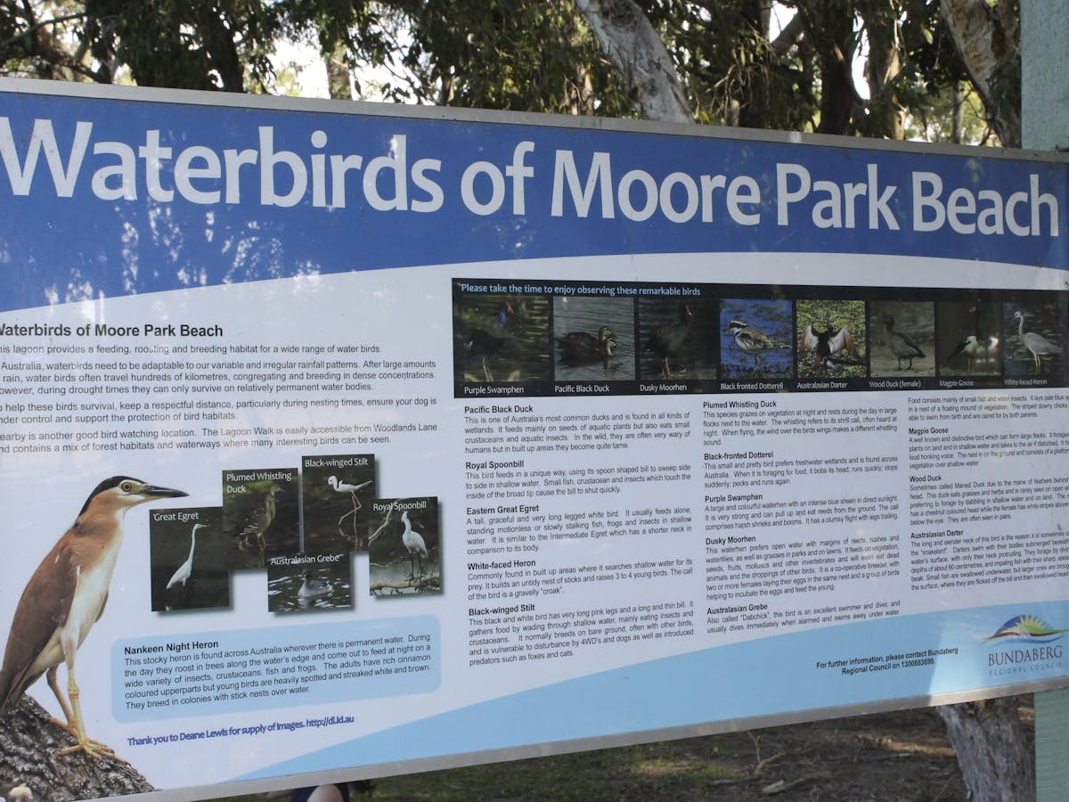 Waterbirds of Moore Park Beach Waterbirds of Moore Park Beach