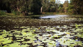 Baldwin Swamp