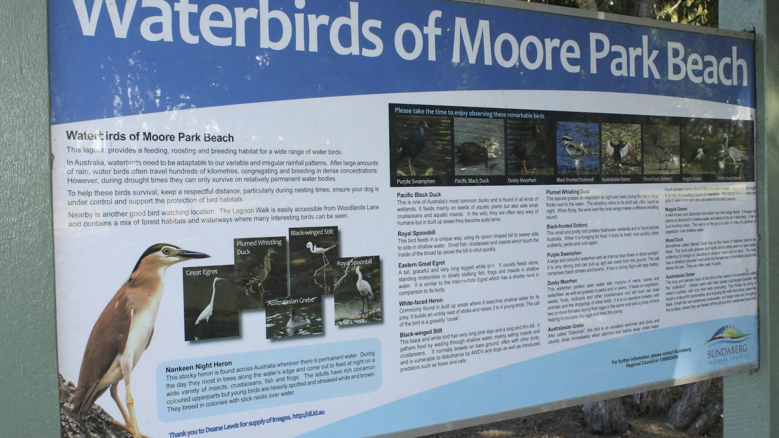 Water birds of Moore Park lagoon