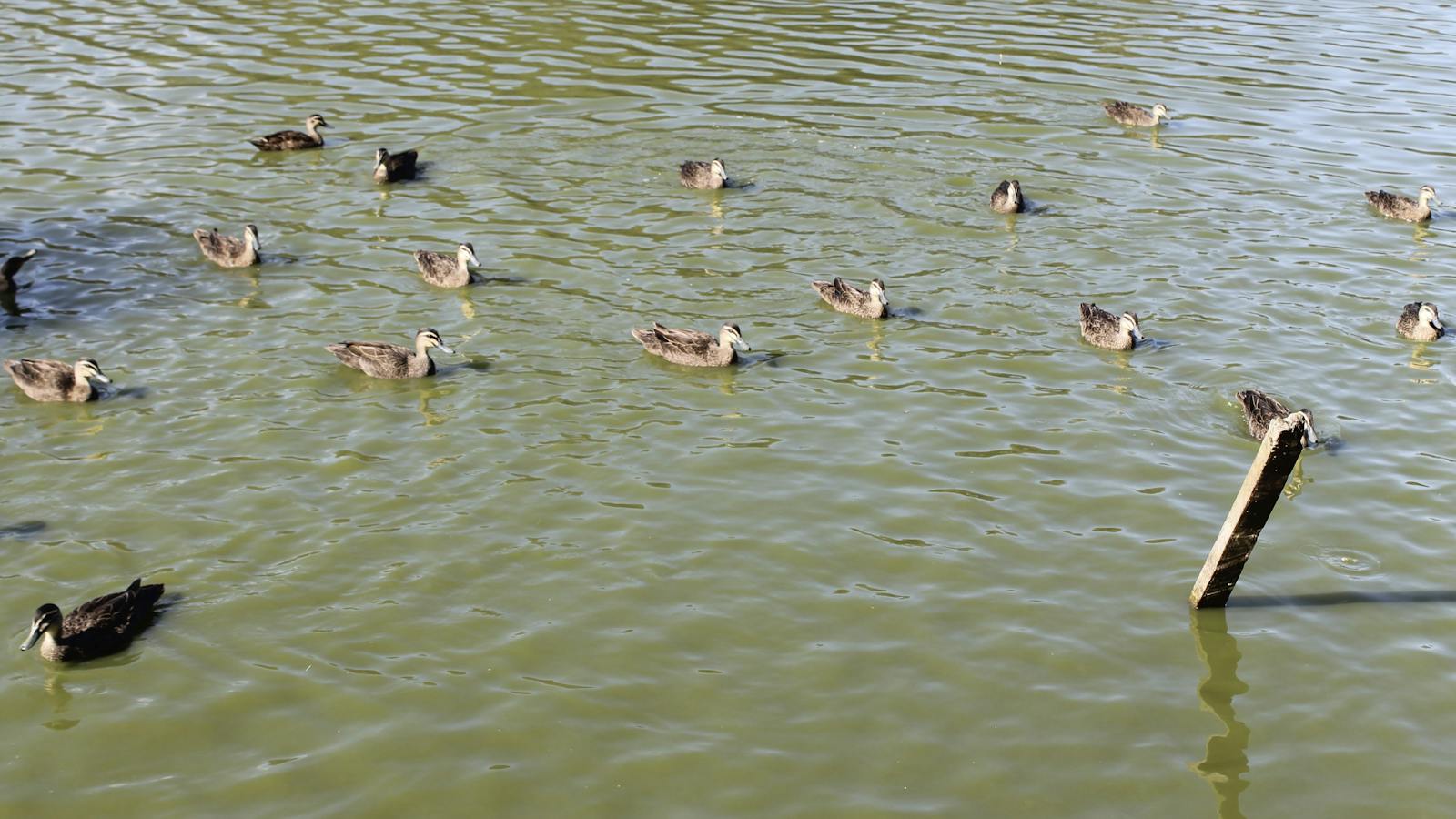Feeding the birds at Moore Park lagoon
