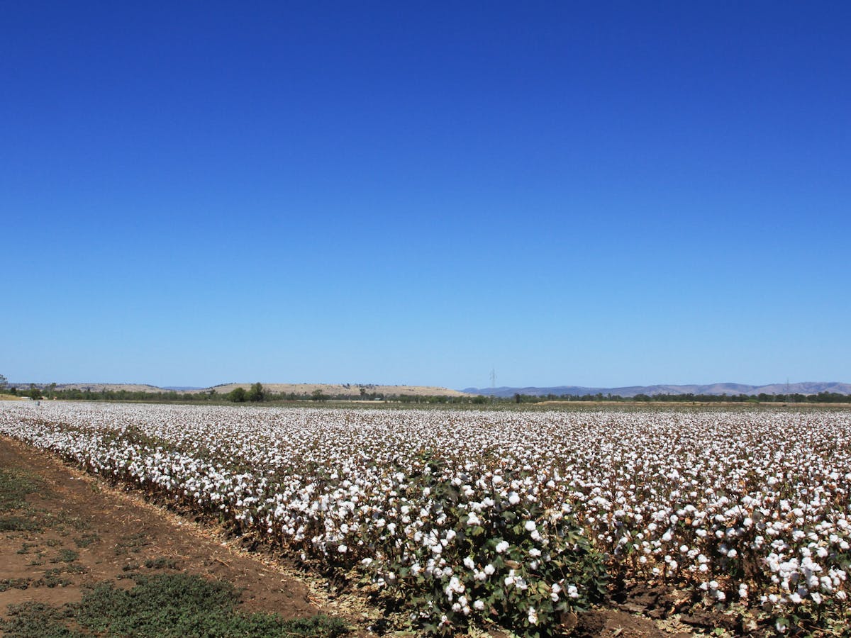 Cotton Fields near Biloela, Banana Shire