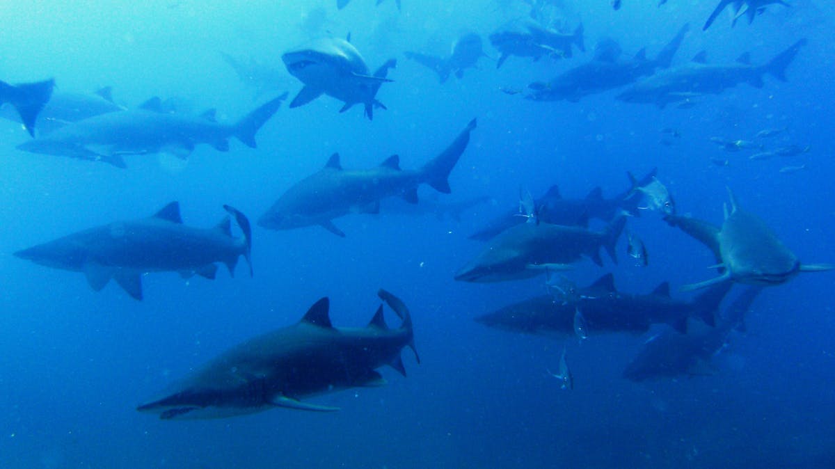 School of female grey nurse shark in gestation phase at Wolf Rock School of female grey nurse shark in gestation phase at Wolf Rock