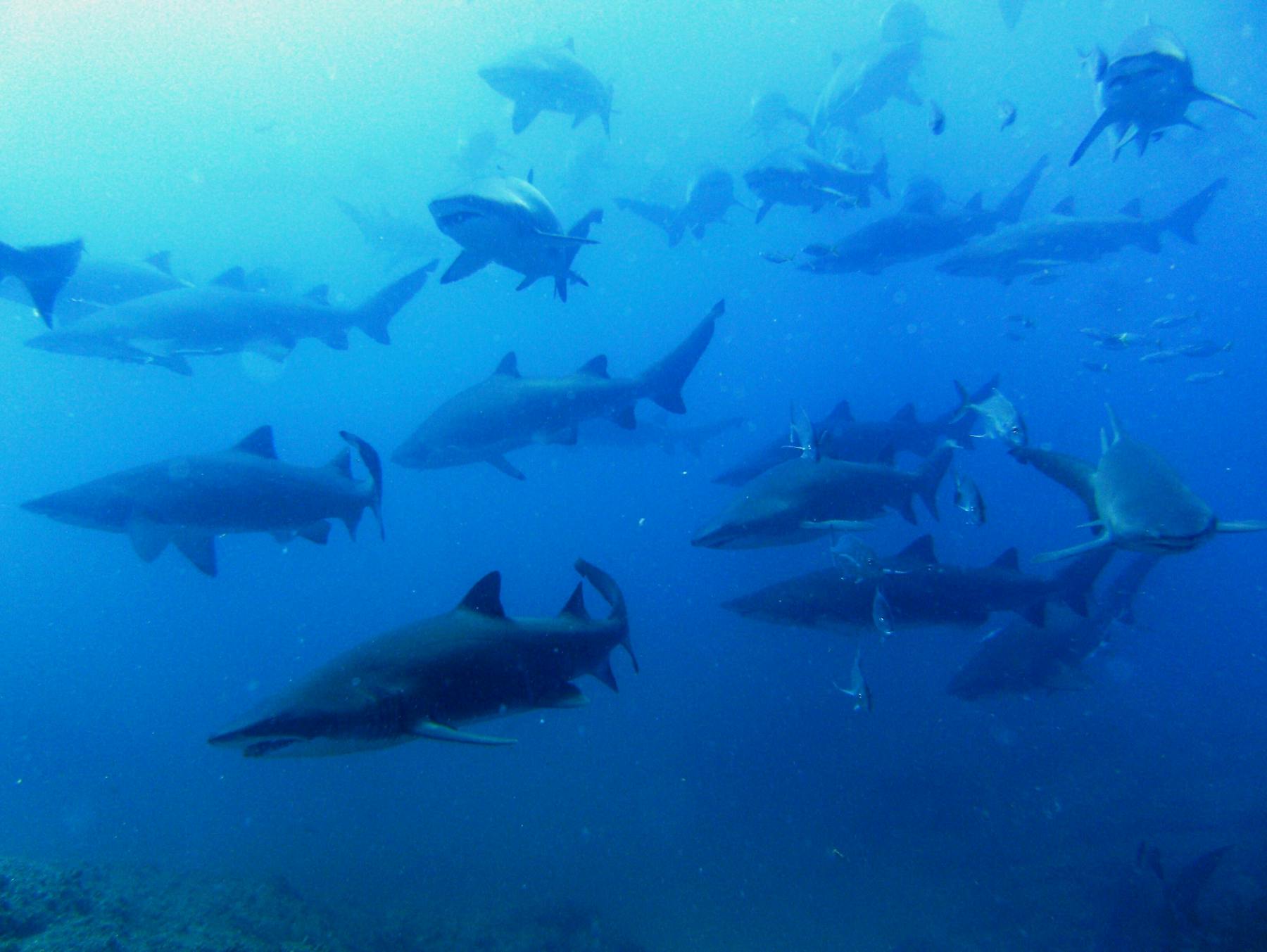 School of female grey nurse shark in gestation phase at Wolf Rock