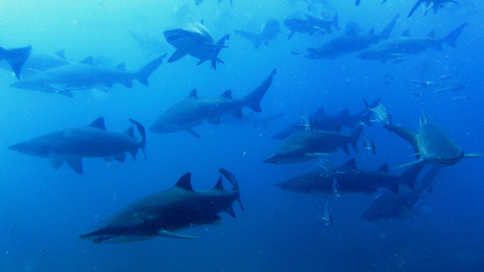 School of female grey nurse shark in gestation phase at Wolf Rock