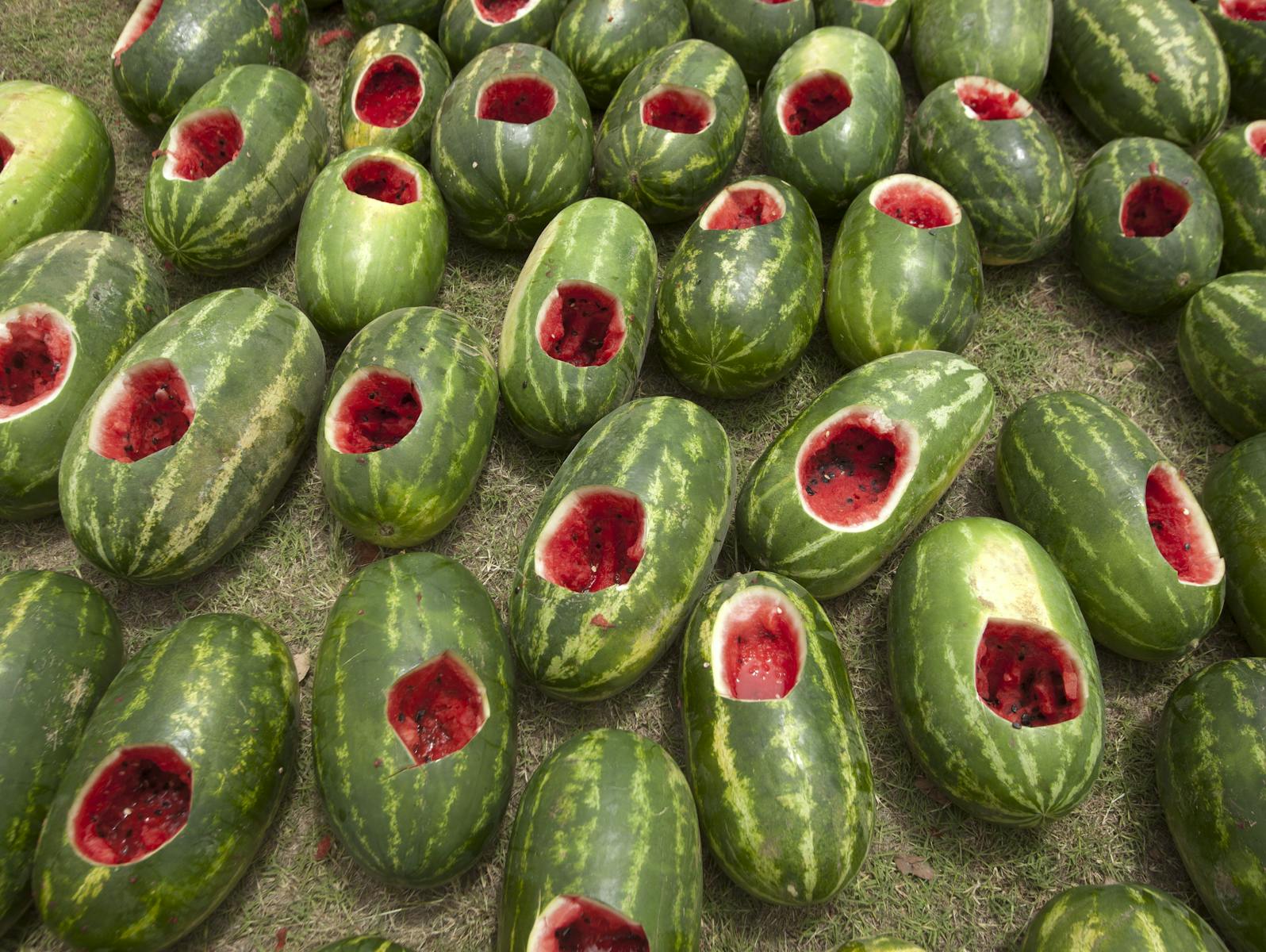 Chinchilla Melon Festival