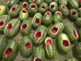 Chinchilla Melon Festival