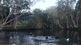 Scuba diving in the rainforest in platypus waters