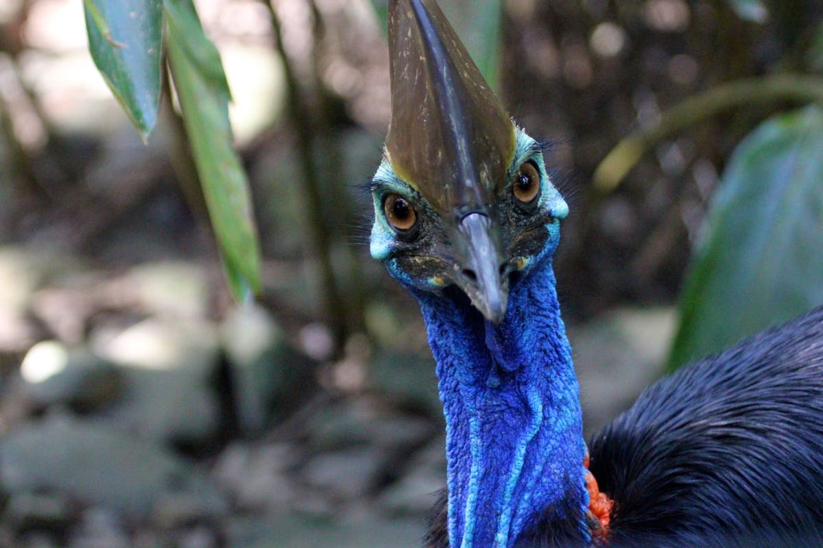 Wildlife Habitat - Cassowary