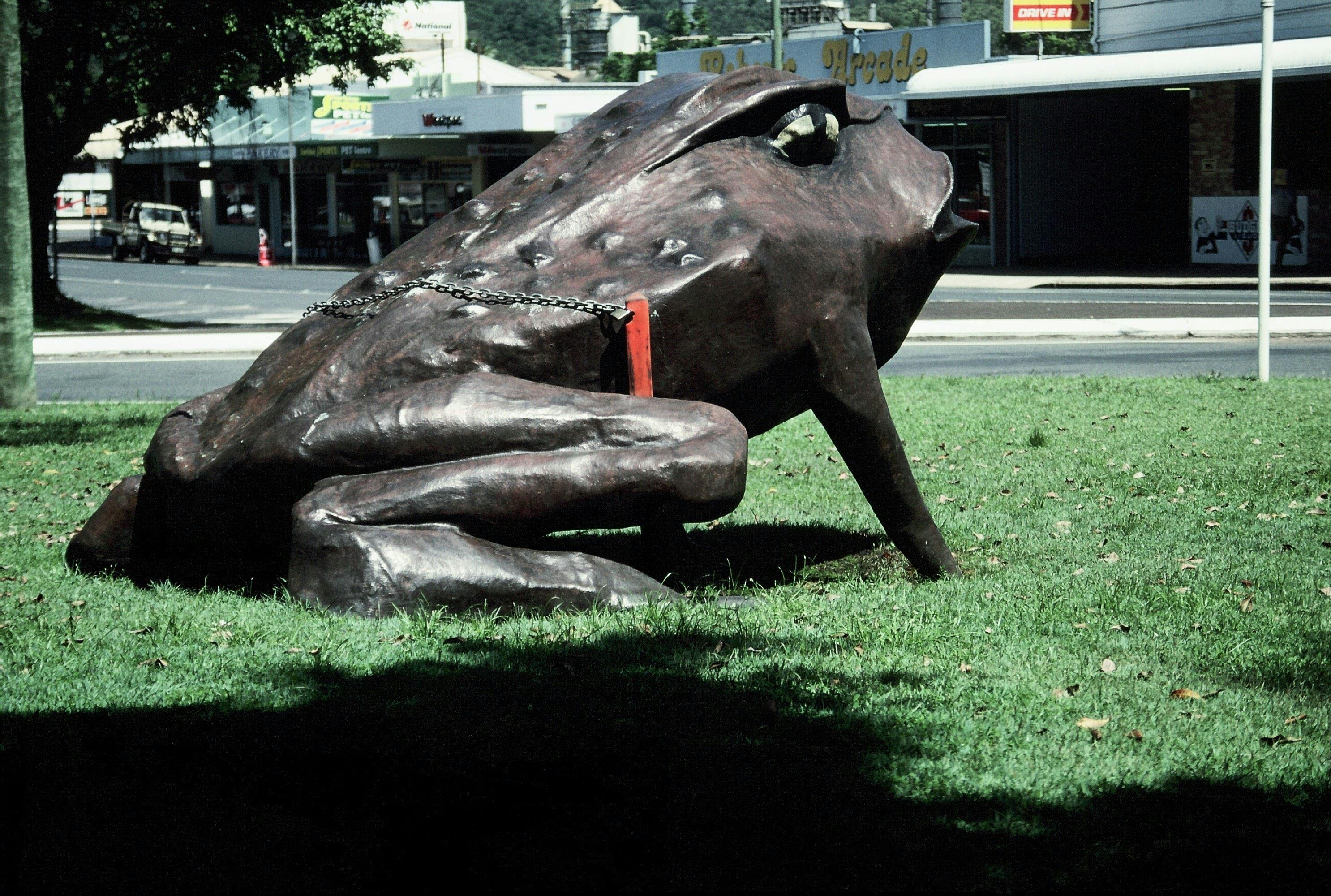 Big Cane Toad in Sarina