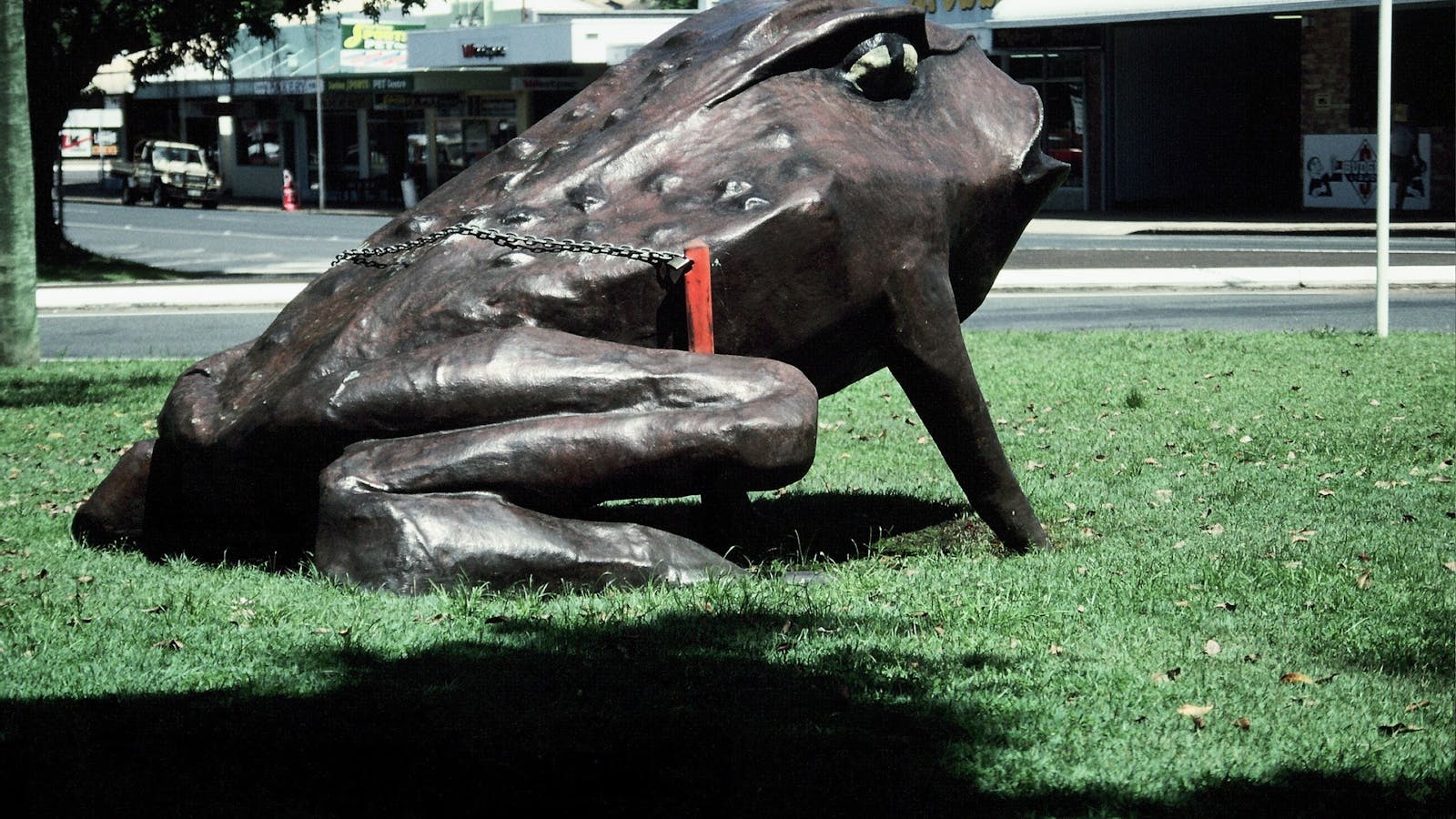 Big Cane Toad