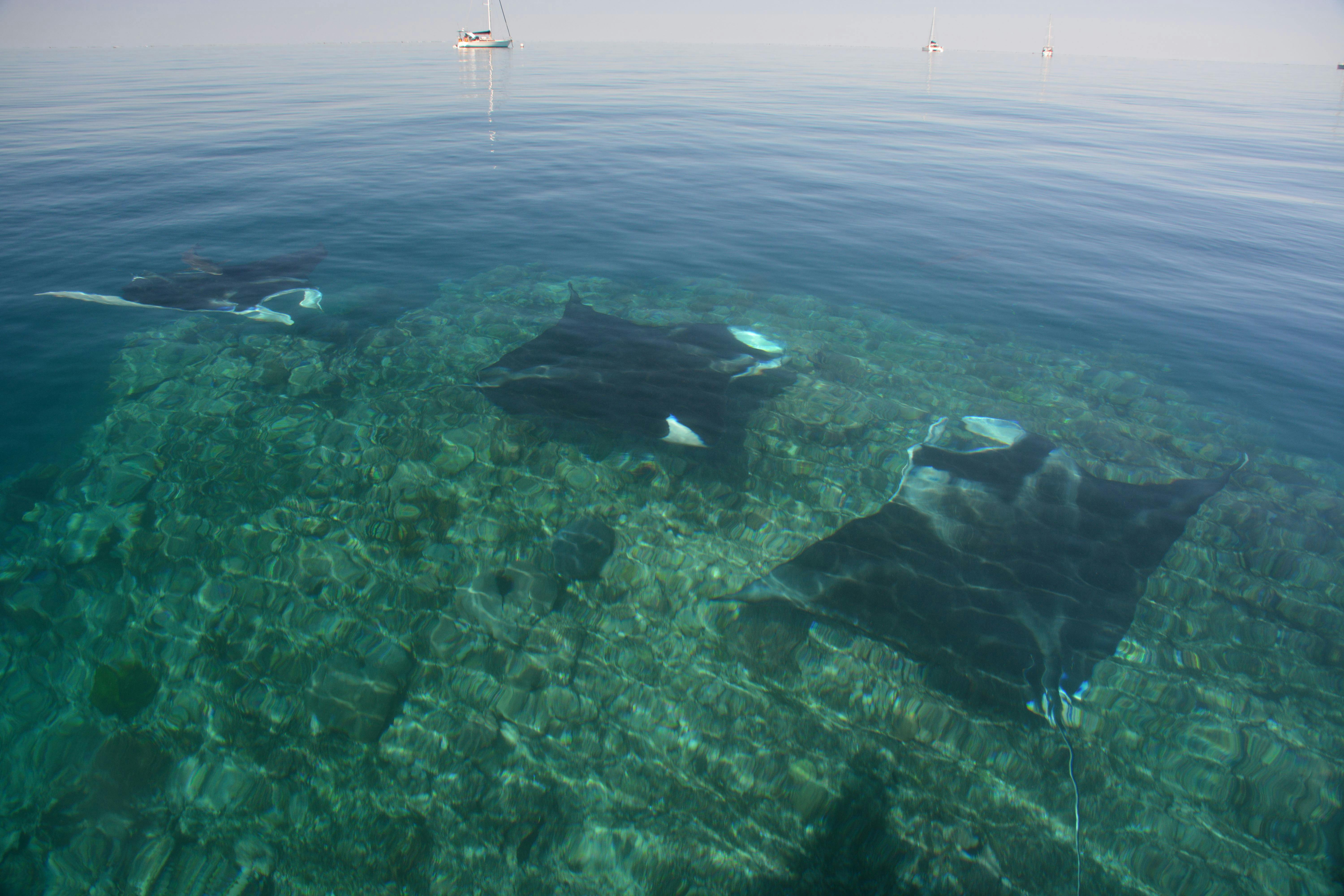 3 Manta Rays at a cleaning station