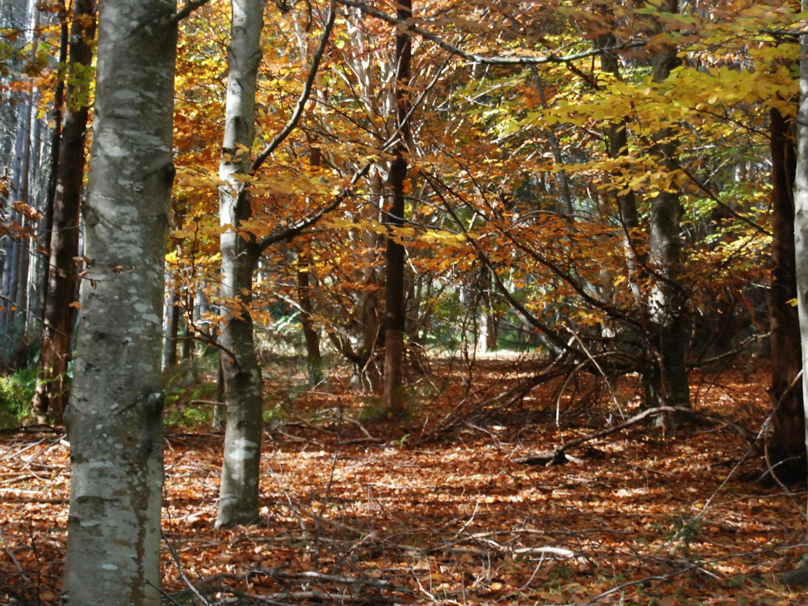 RJ Hamer Arboretum
