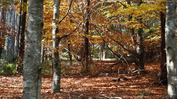 RJ Hamer Arboretum