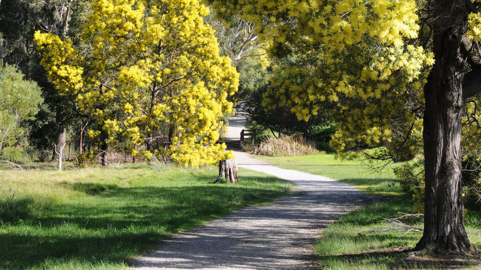 Wattle Park