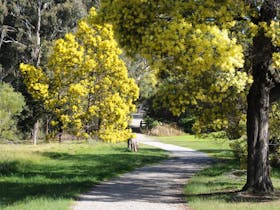 Wattle Park