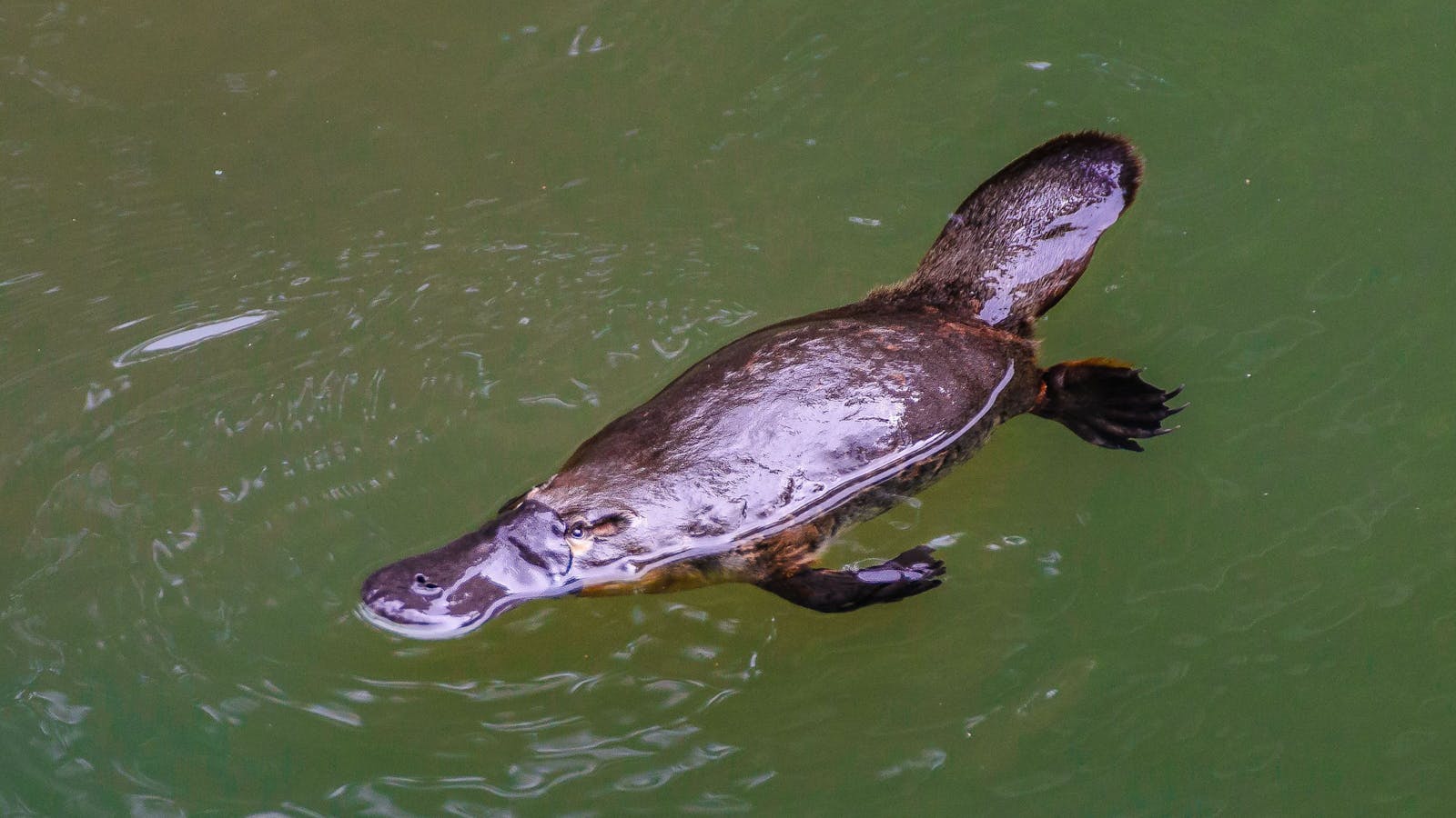 Platypus Viewing at Broken River