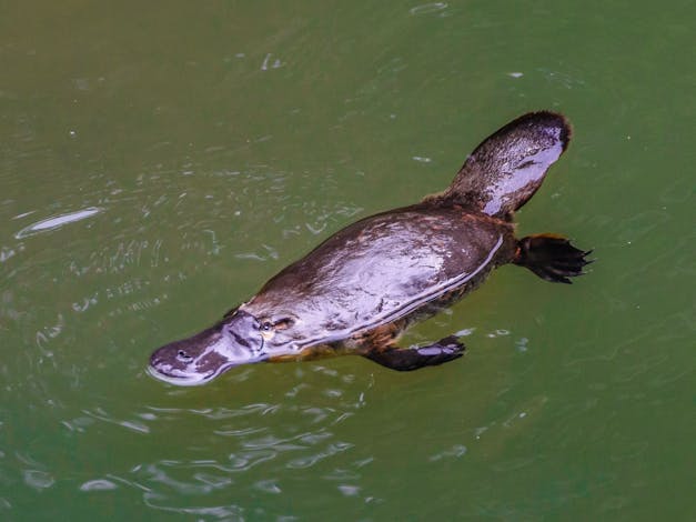 Platypus Viewing at Broken River
