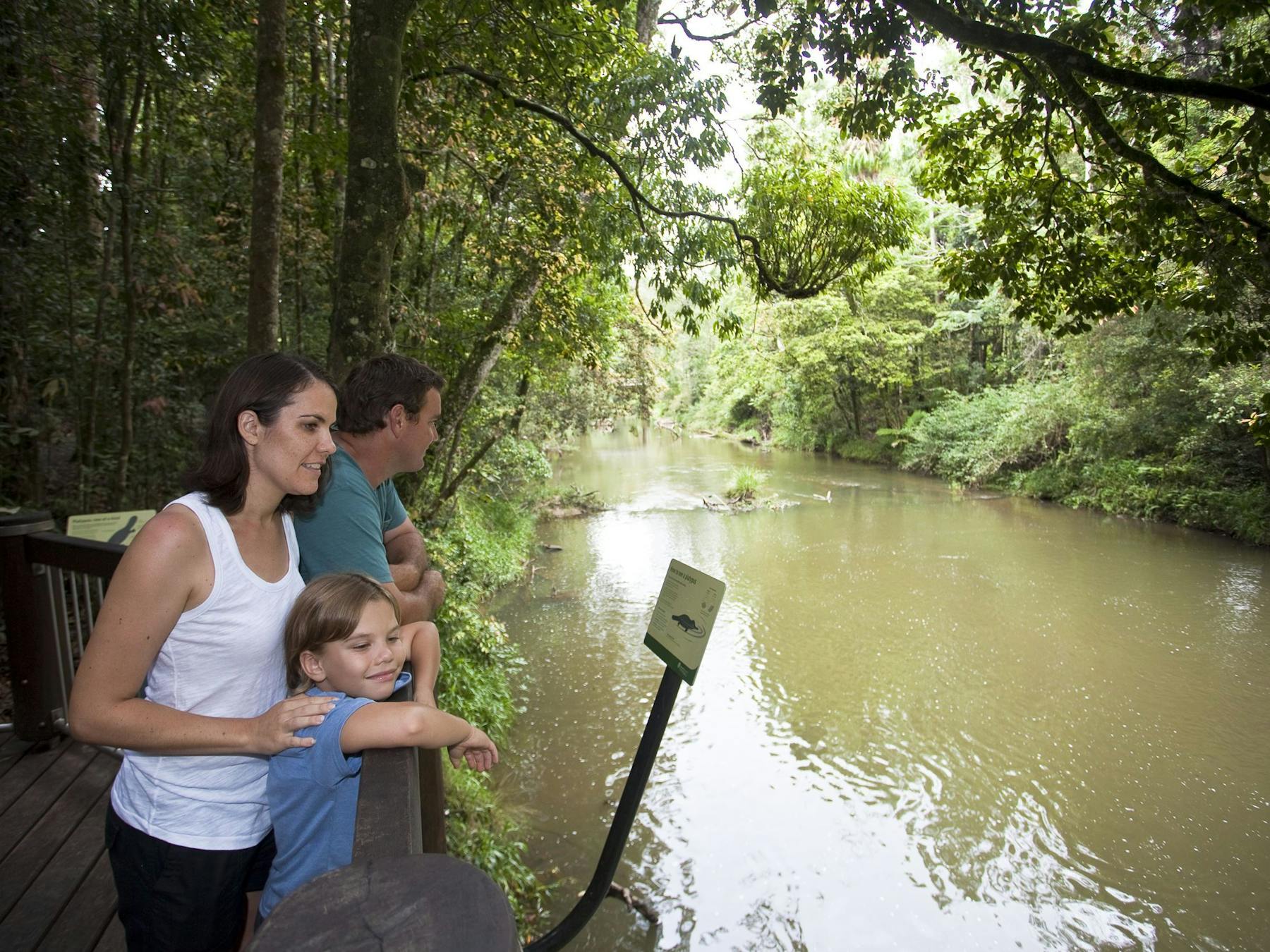 Platypus at Eungella National Park