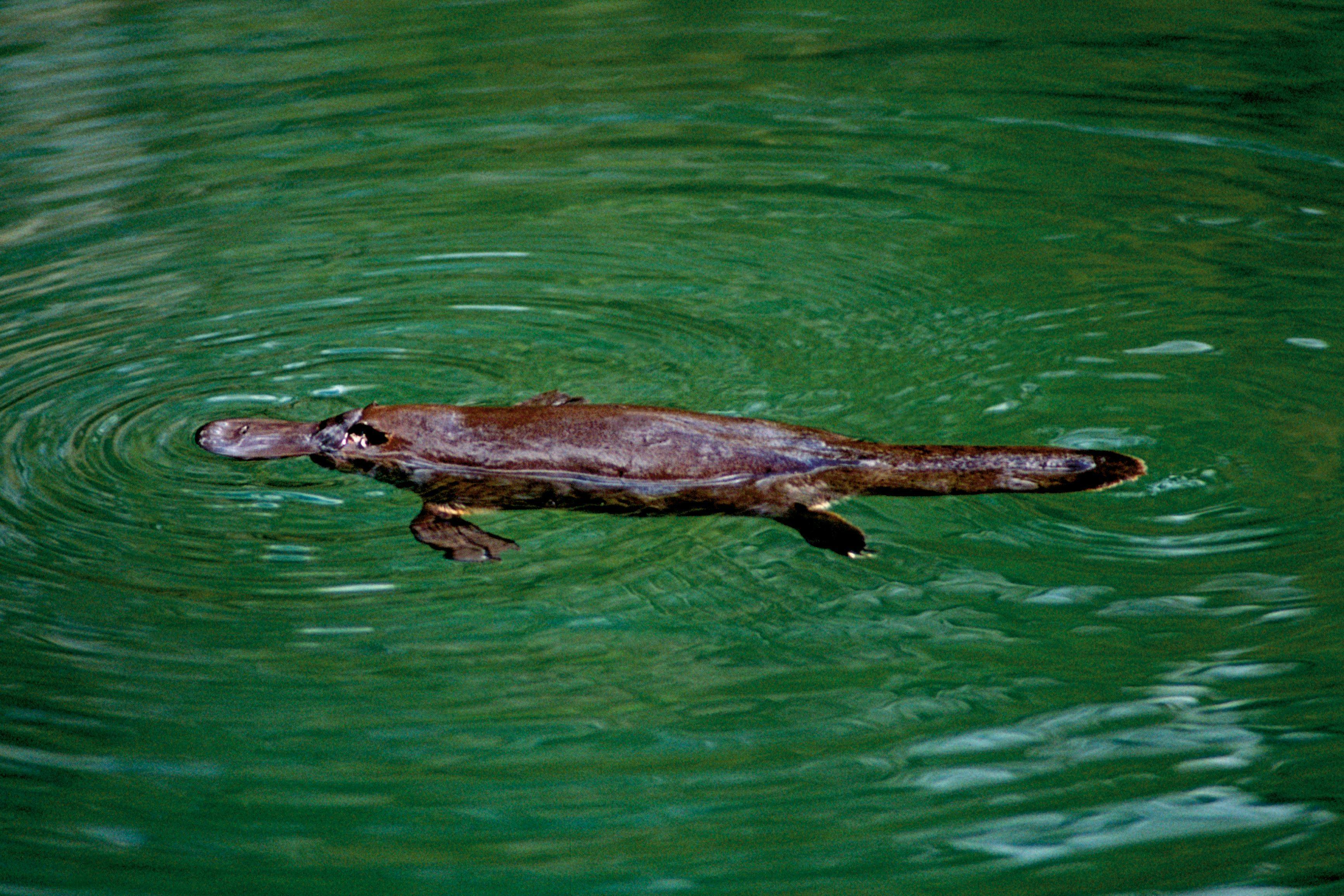 Platypus at Eungella National Park