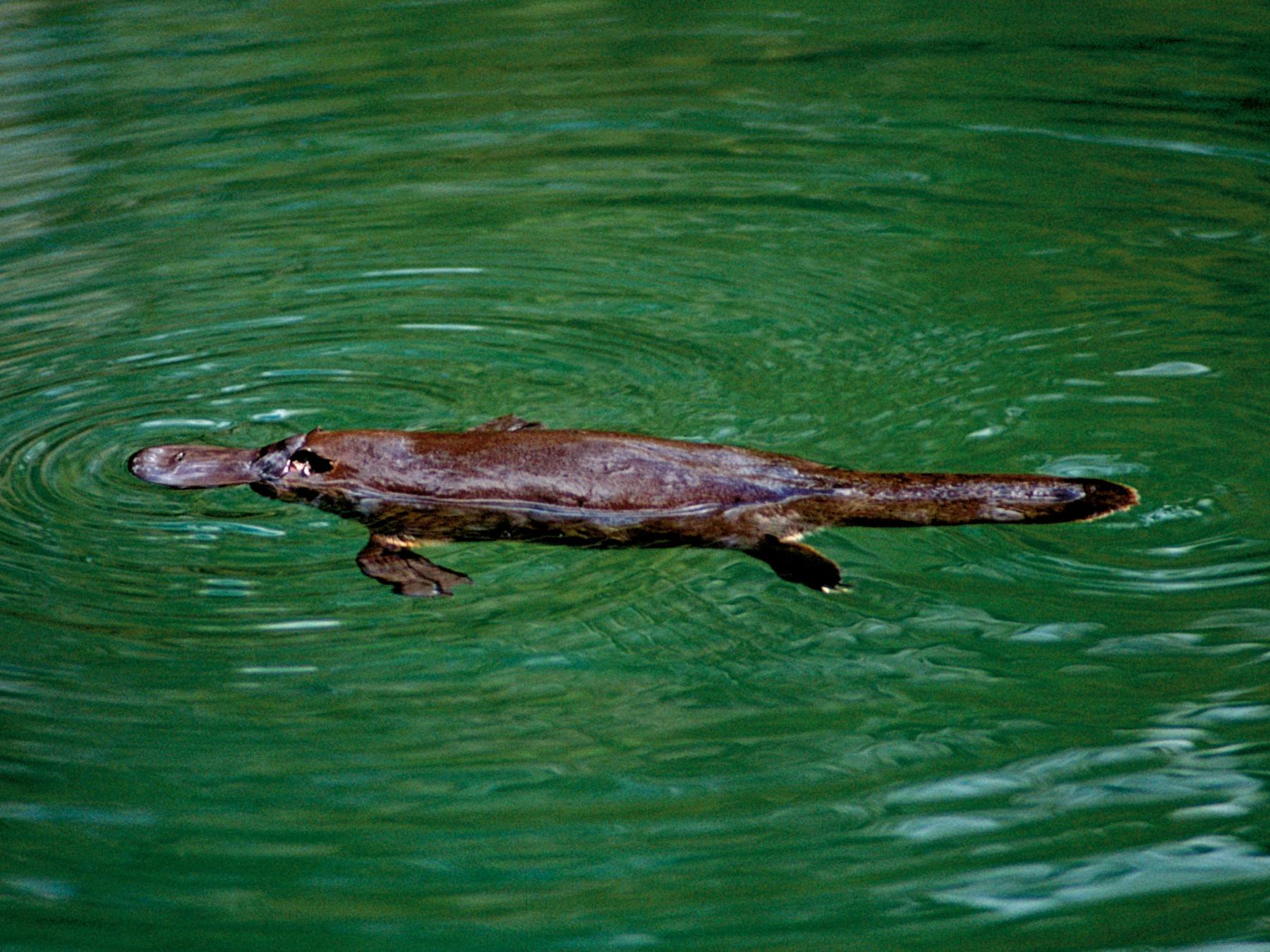Platypus Viewing at Broken River