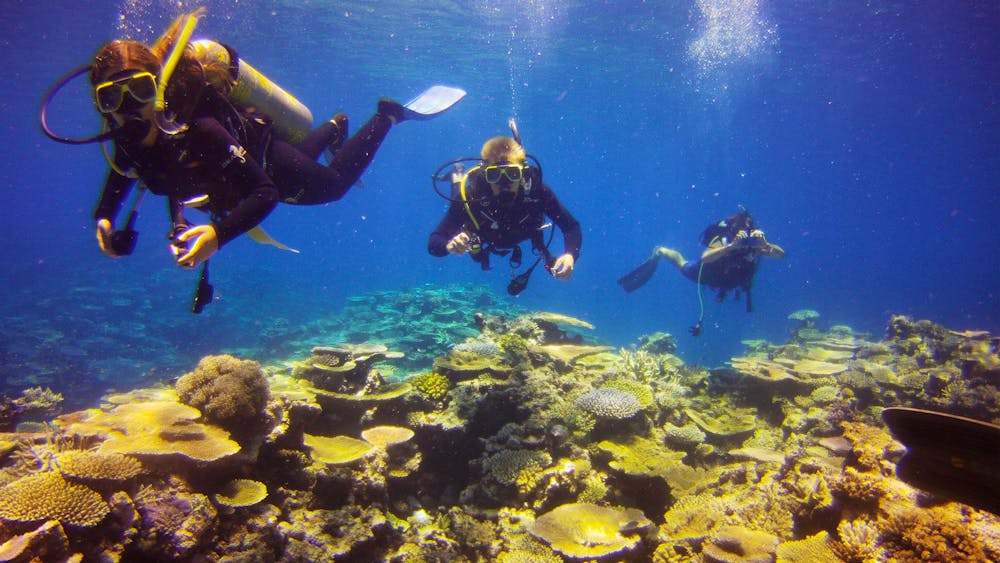 Adrenalin Snorkel and Dive