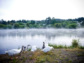 Ducks at Misty Lake, Daylesford