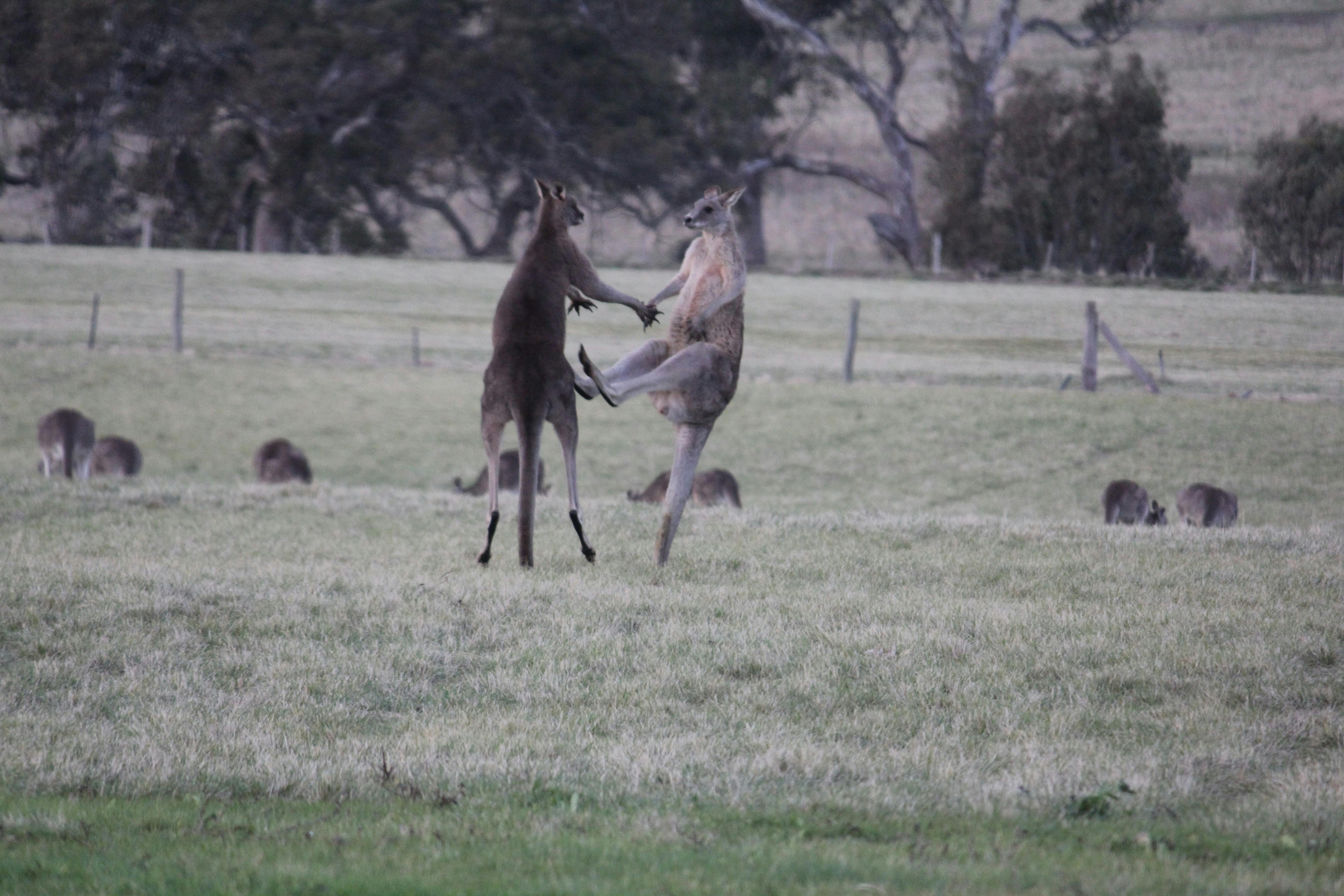 Living Legends: The International Home of Rest for Champion Horses