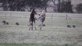 Living Legends: The International Home of Rest for Champion Horses
