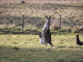 Kangaroo Motherload