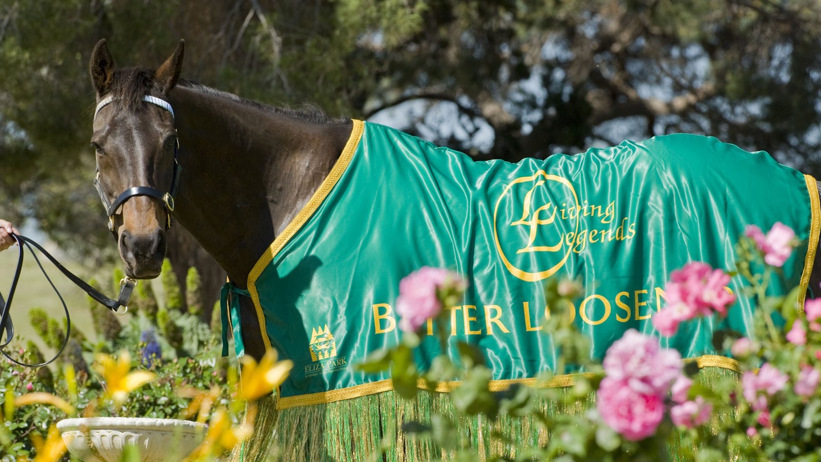 Living Legends: The International Home of Rest for Champion Horses