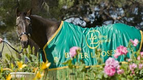 Living Legends: The International Home of Rest for Champion Horses
