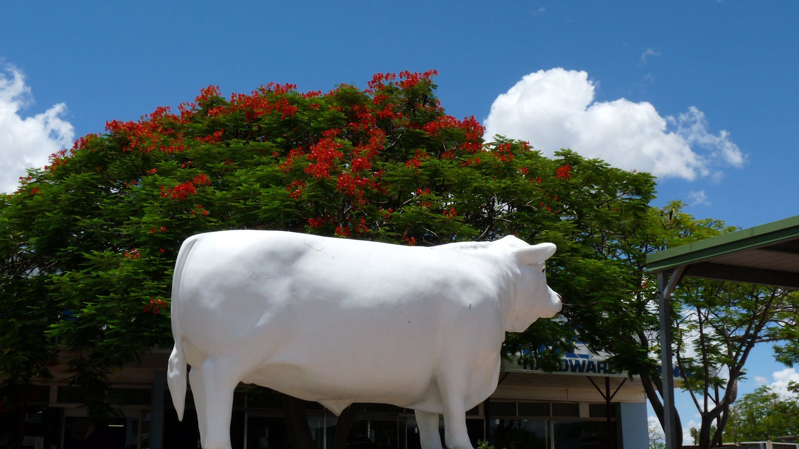 The White Bull