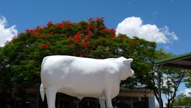 The White Bull
