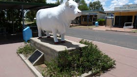 The White Bull