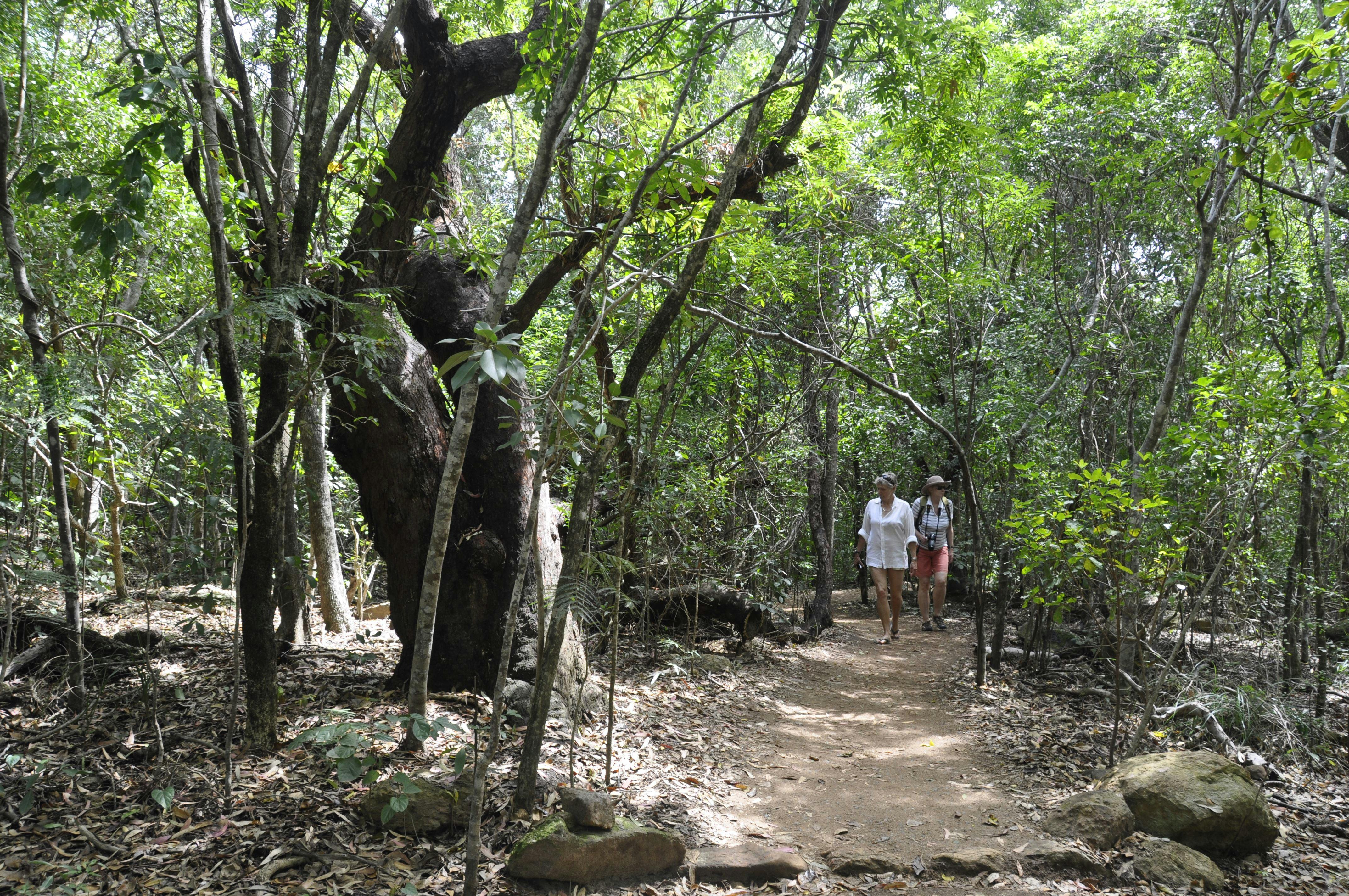 Walking in the bush with Whitsunday Luxury Sailing Holidays