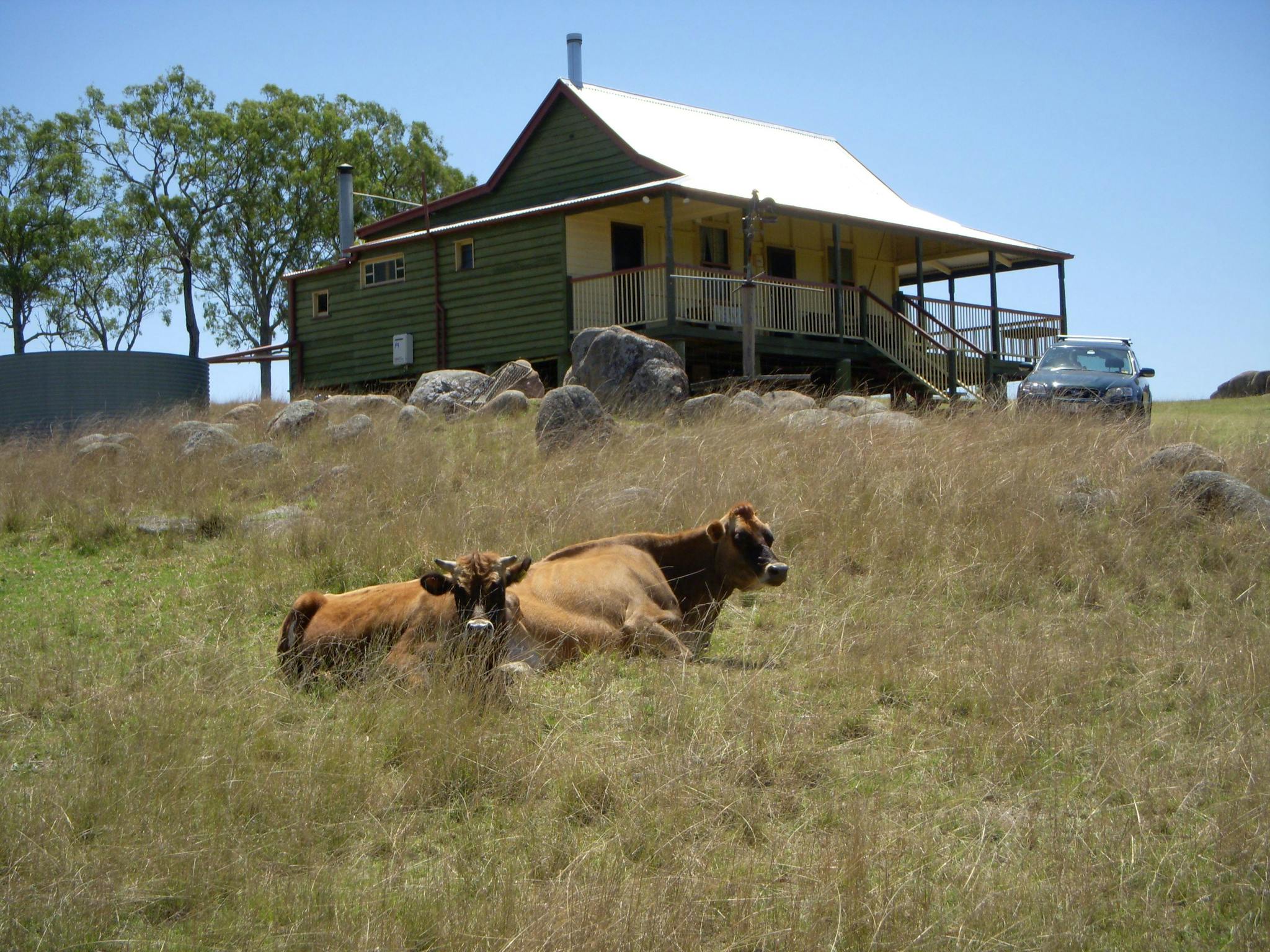 Quiet house cows enjoy sunshine below the Cottage veranda