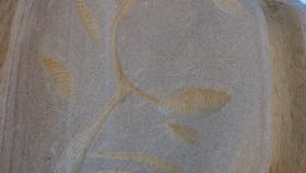Fossilised Forrest Sculptures