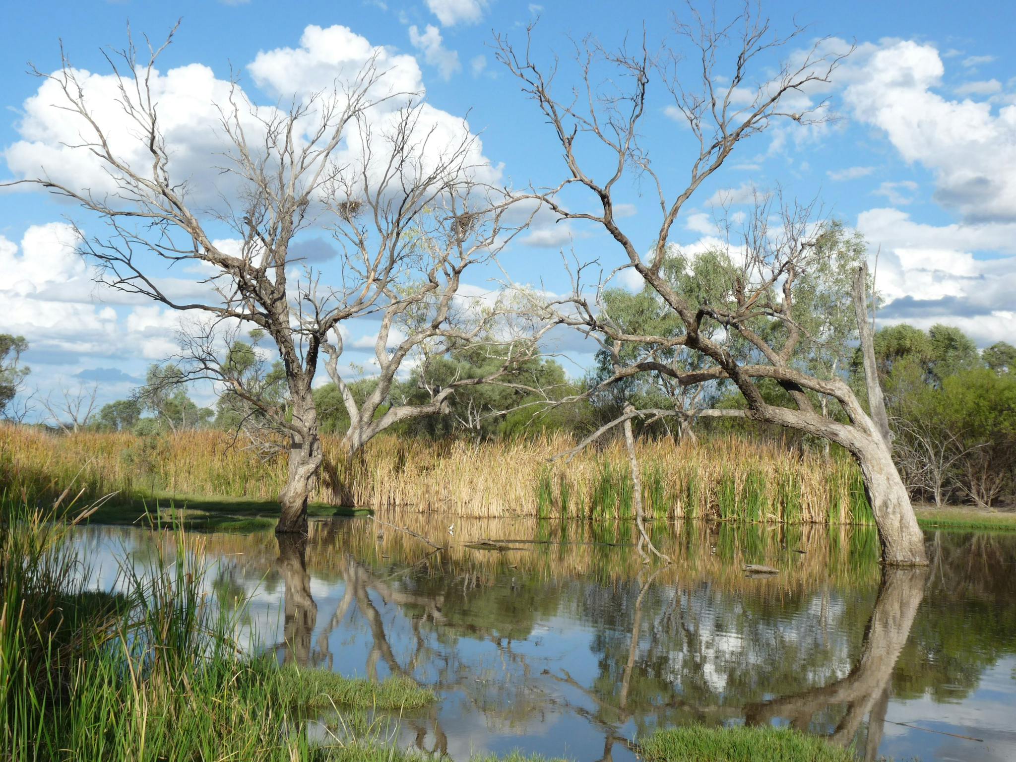 Lagoon Creek