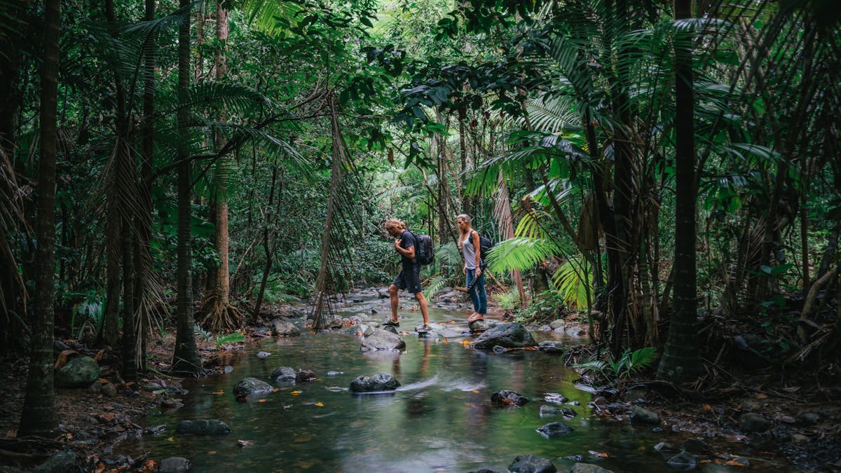 Exploring the Daintree rainforest in Cape Tribulation