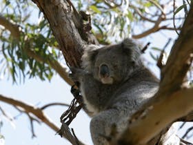 Koala in gumtree at Paynesville